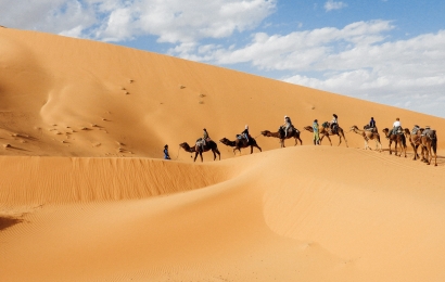 Camels in the desert