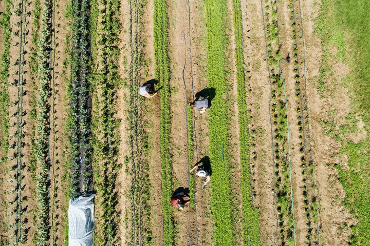 Dartmouth's organic farm