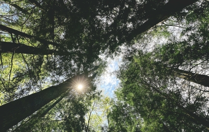The sun shining through the trees at Pine Park