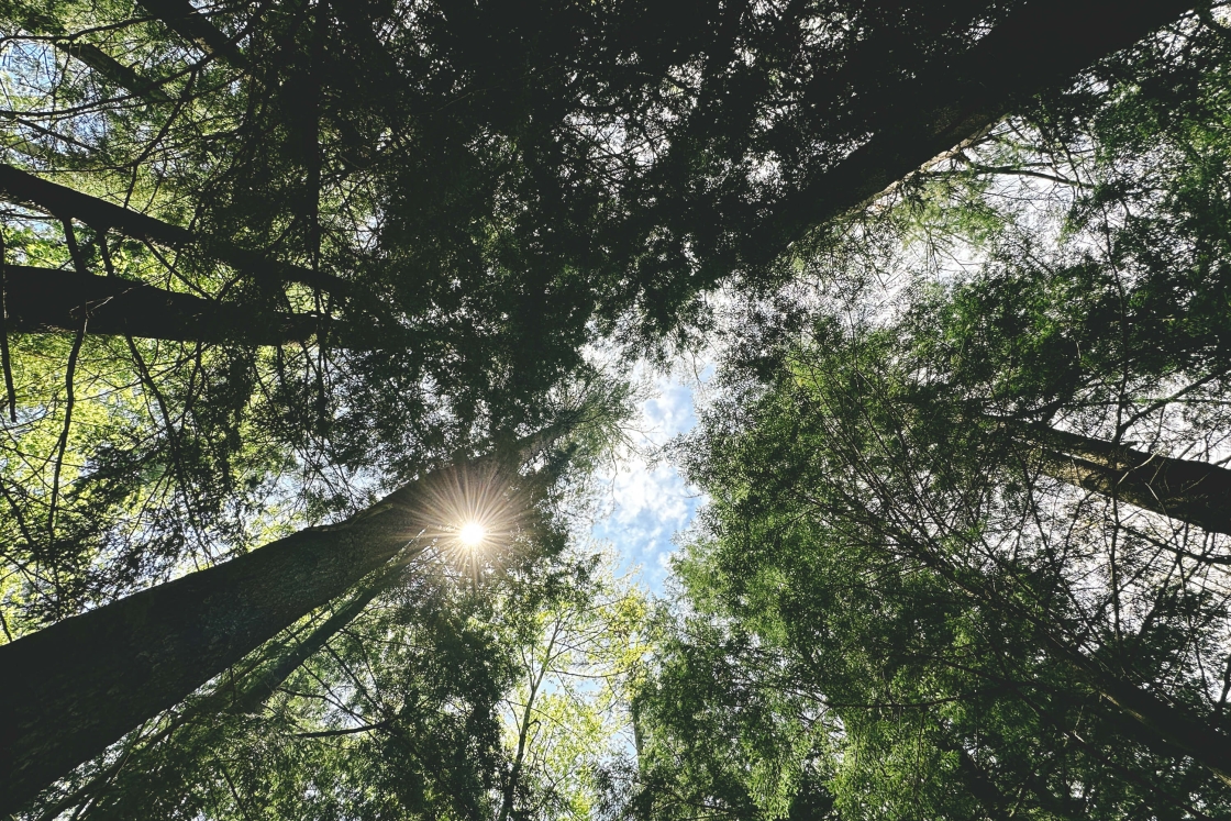 The sun shining through the trees at Pine Park