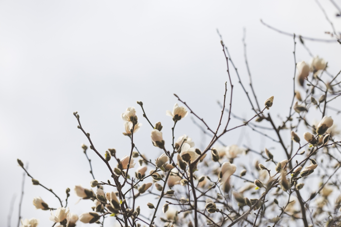 Magnolias shining in the sunlight