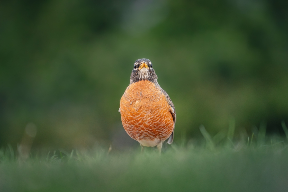 A robin standing in grass