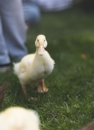 Yellow baby duck