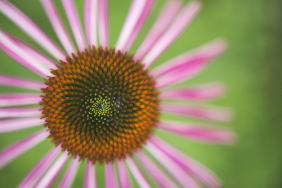 Close up of a flower