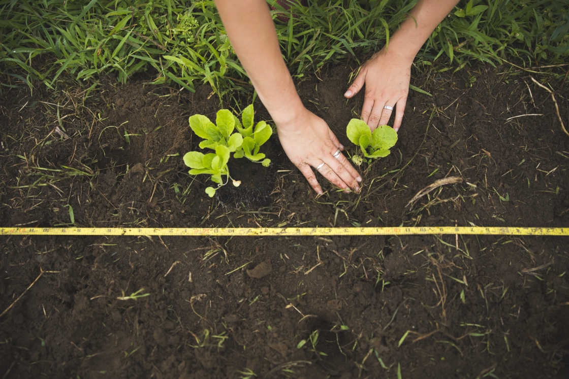 Cabbage sprouts being tended to