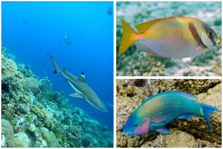 Barred rabbitfish, parrotfish, and a reefshark