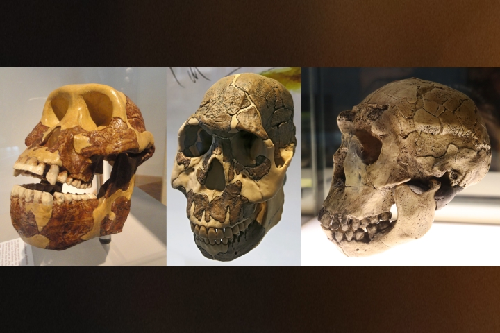 3 hominin skulls