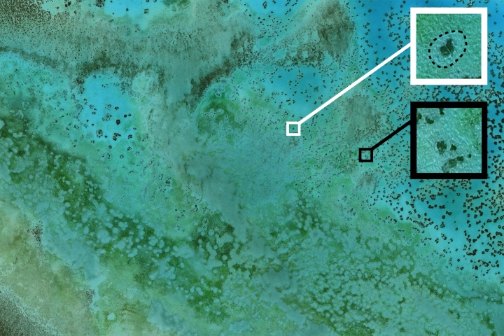 Aerial of coral clusters