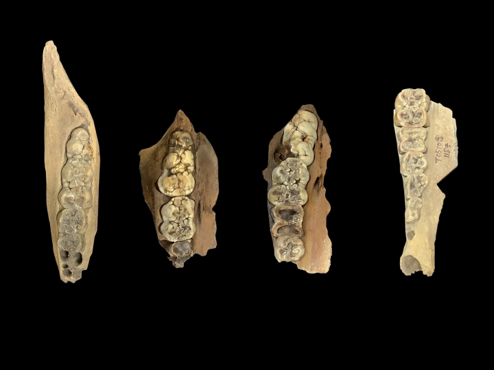 Pig teeth specimens