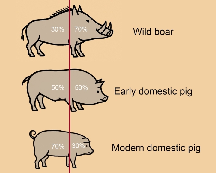 Diagram showing proportion transformation of boar to pig